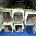 dogs-in-cargo-pinterest_large